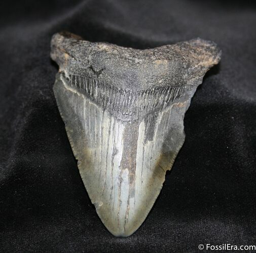 Megalodon Tooth #692